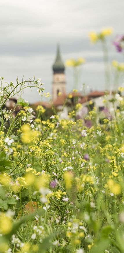 Eine blühende Wiese