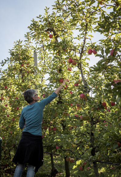 Una donna che raccoglie le mele a mano