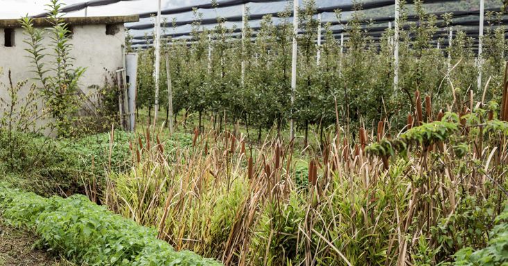 Thomas Hafners Pflanzen