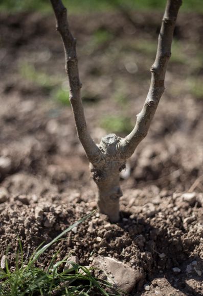 A newly planted apple tree