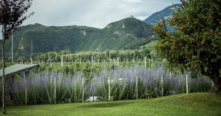 Il meleto di Evi e Martin