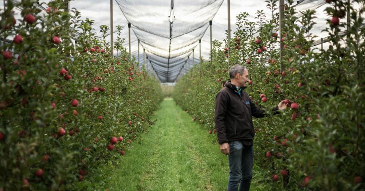 Martin Huber bei seinen Apfelbäumen