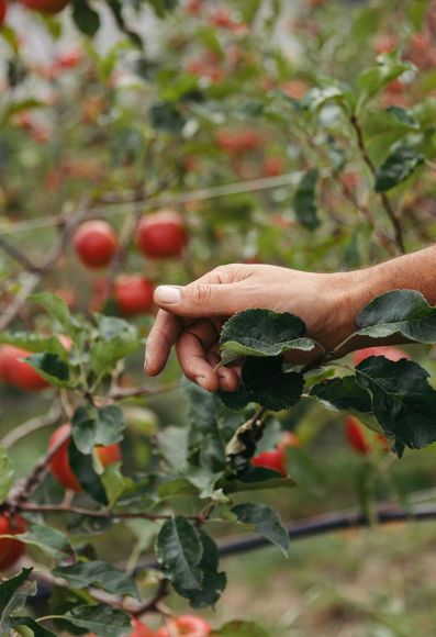 Marius in der Apfelwiese