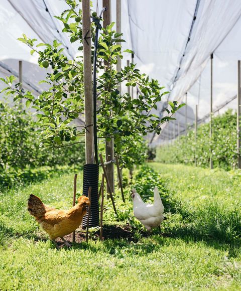Chickens in the orchard