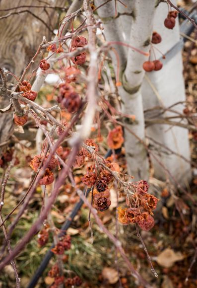 Un melo visto da vicino