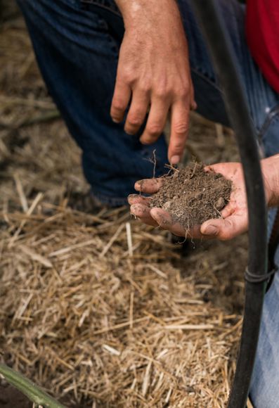 Franz Josef Mair is checking the soil of his orchard