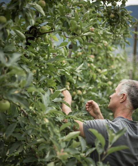 Clemens Margesin at work