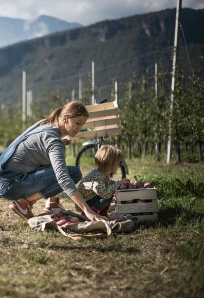 A mother is harvesting apples with her toddler daughter