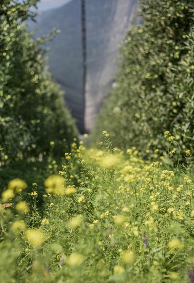 The orchard in spring