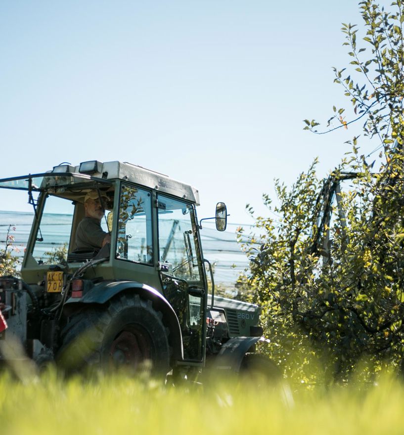 Come nasce una mela? A maggio gli agricoltori usano macchine e conoscenze per proteggere gli alberi.