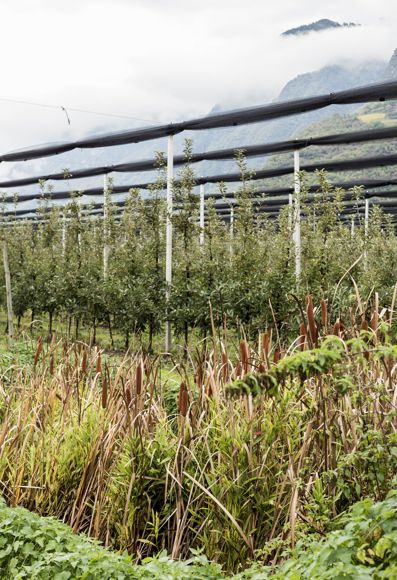 Thomas Hafners Pflanzen