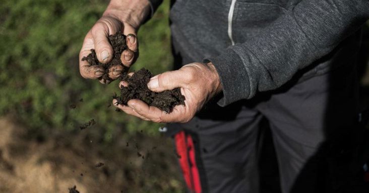 A healthy soil is the most important thing in organic apple farming