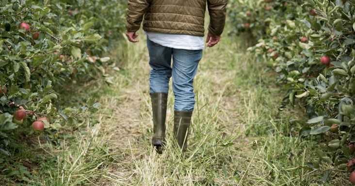 Arnold Vigl in his orchard