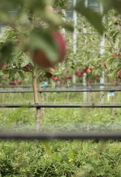 Natyra apples on their trees