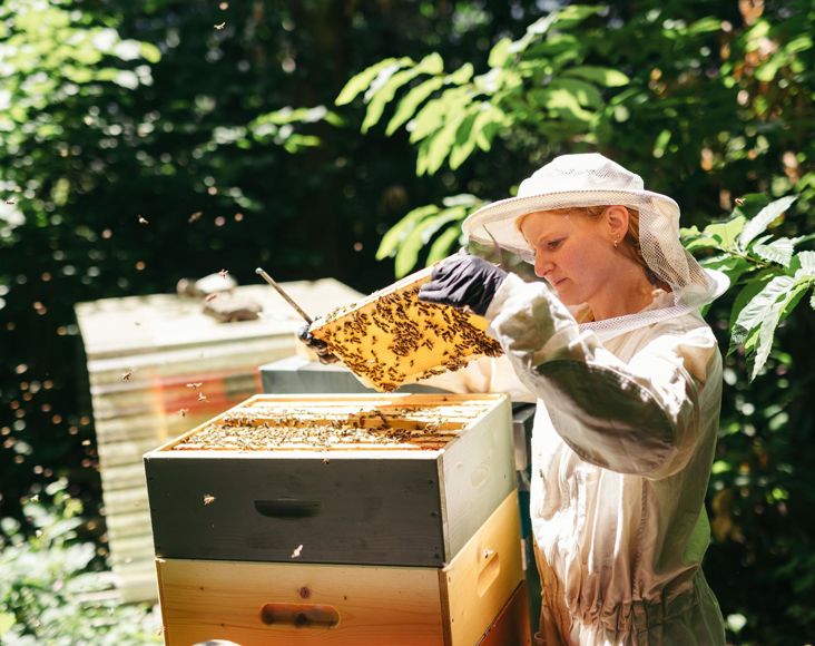 Beekeeper Julia Stampfer is harvesting honey