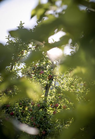 Meli che portano frutti