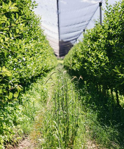 Julia Stampfer's orchard