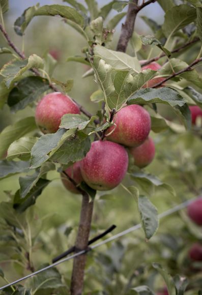 Äpfel an einem Baum