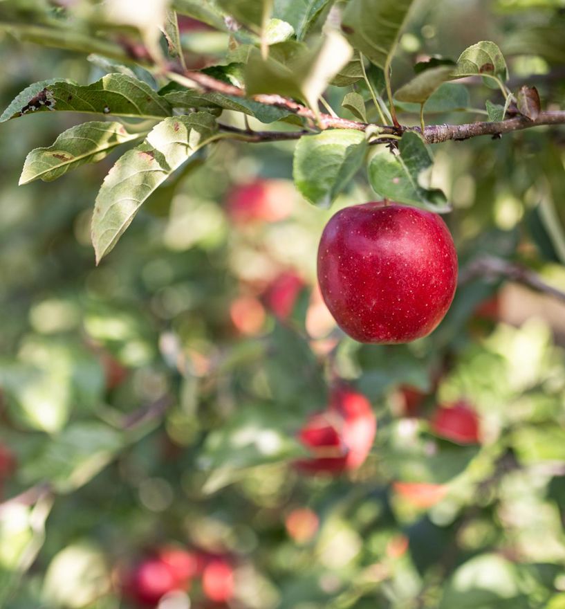 Story Inored Äpfel am Baum