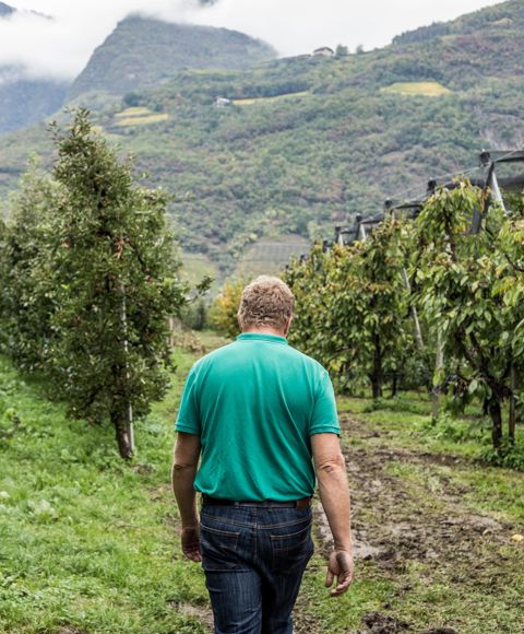 Thomas Hafner in seiner Apfelwiese