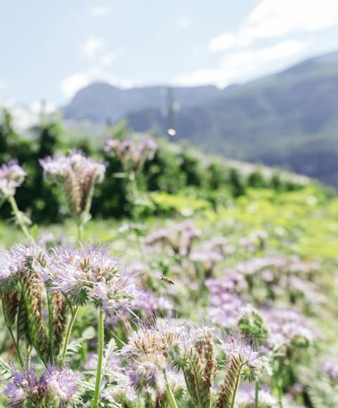 A bee is flying over some blooming flowers