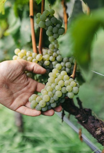 Tobias zeigt seine Trauben