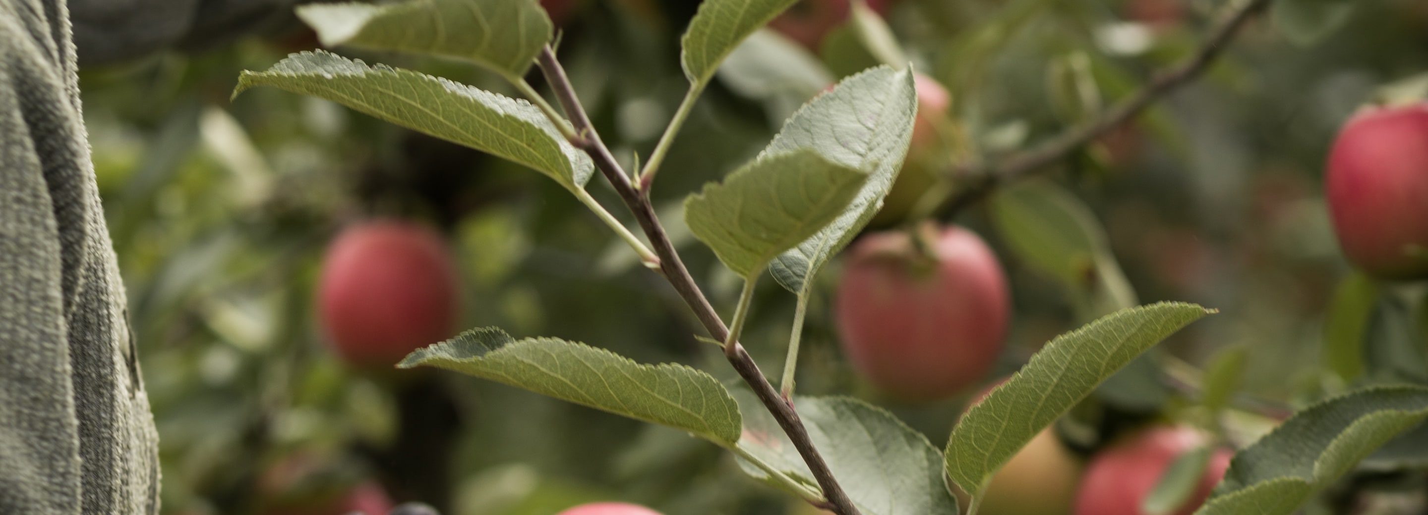 Organic Apples Availability - Biosüdtirol