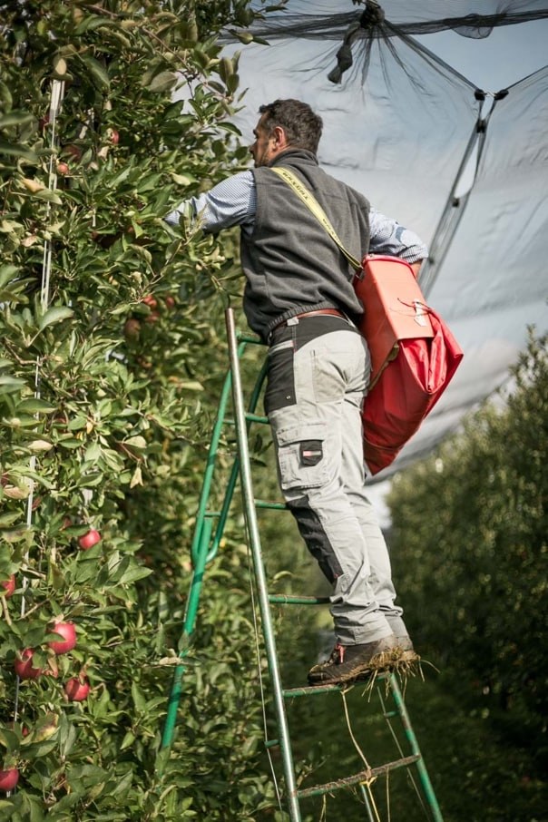 October - Organic Apple Cultivation- Biosüdtirol